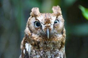 OwL23